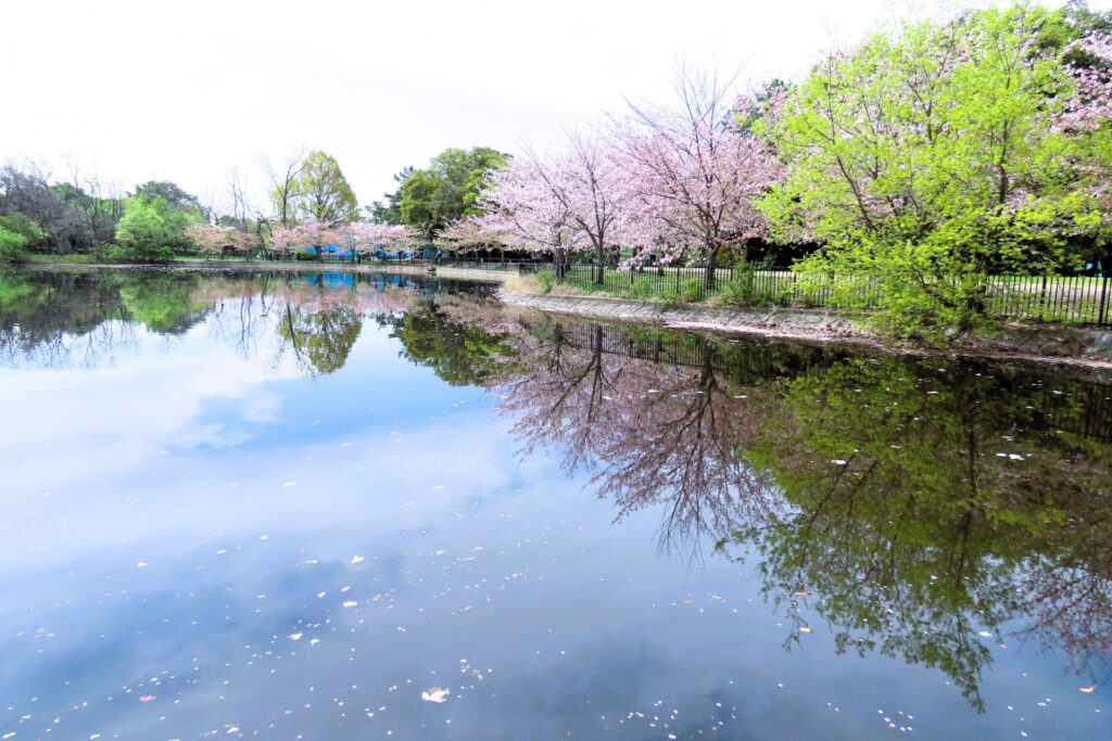 豊中市と吹田市にまたがる服部緑地の桜と池