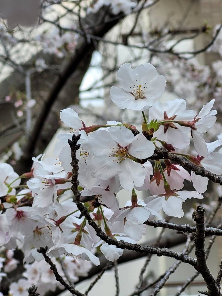 桜②