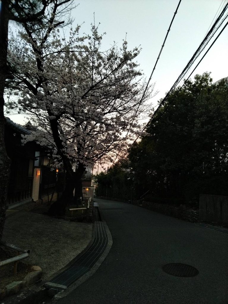 桜①