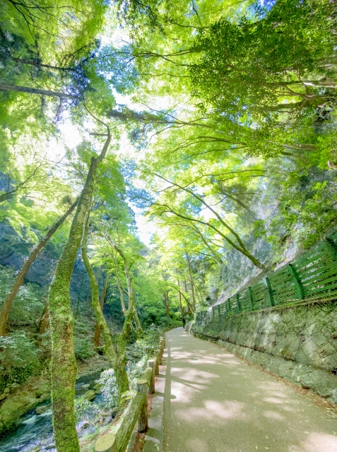 緑豊かな木々と青空の下に続く箕面公園の遊歩道