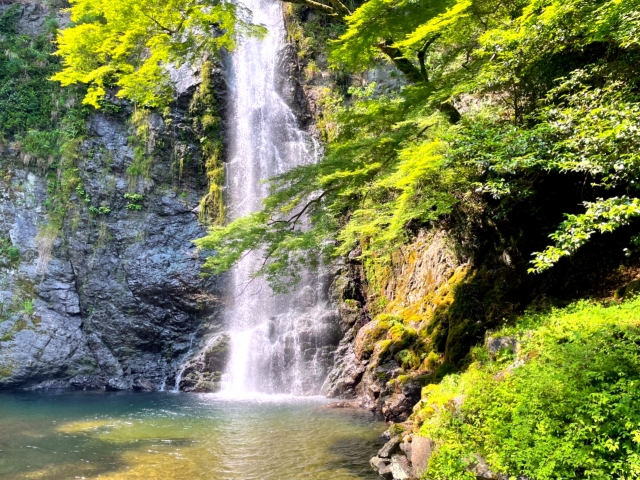 初夏の新緑に包まれた箕面大滝