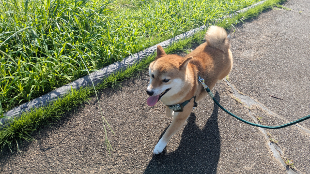 リードをつけて歩道をお散歩する犬