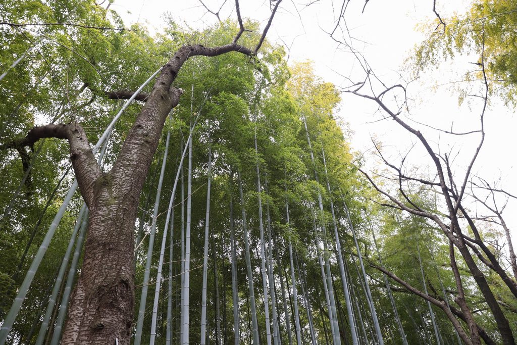 豊中市の服部緑地、見上げた竹林