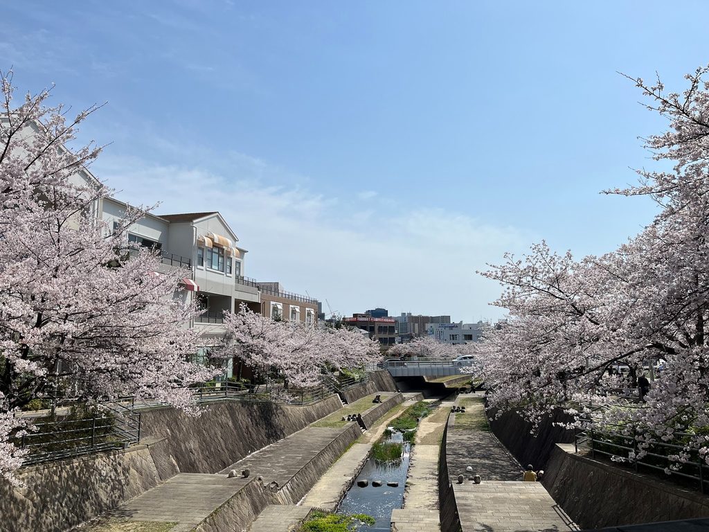 桜並木